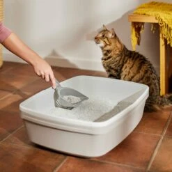 Frisco Multi-Cat Unscented Clumping Clay Cat Litter -Pet Store 103790 PT4. AC SS1800 V1659023572