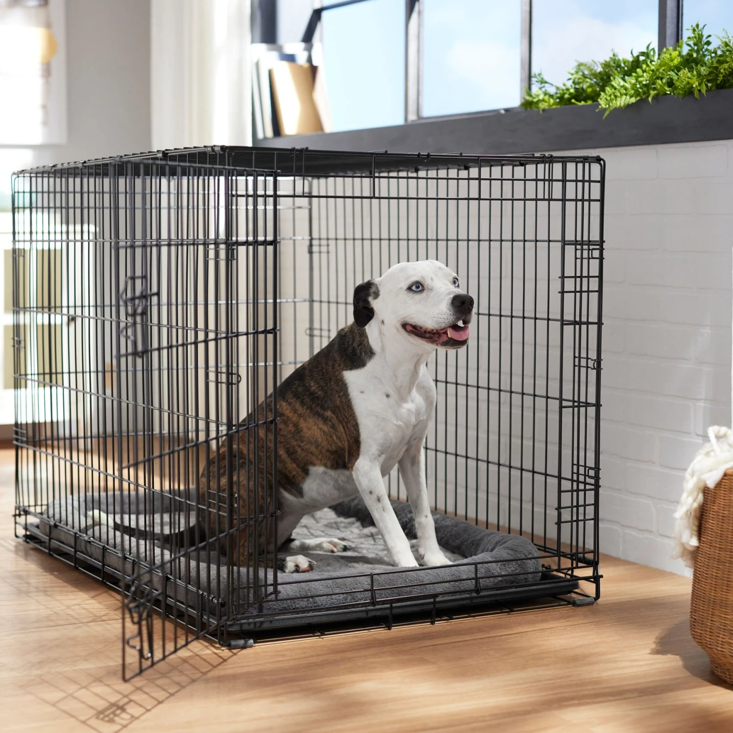 Frisco Heavy Duty Fold & Carry Single Door Collapsible Wire Dog Crate Frisco Heavy Duty Fold & Carry Single Door Collapsible Wire Dog Crate -Pet Store 109783 MAIN. AC SS1800 V1667229583