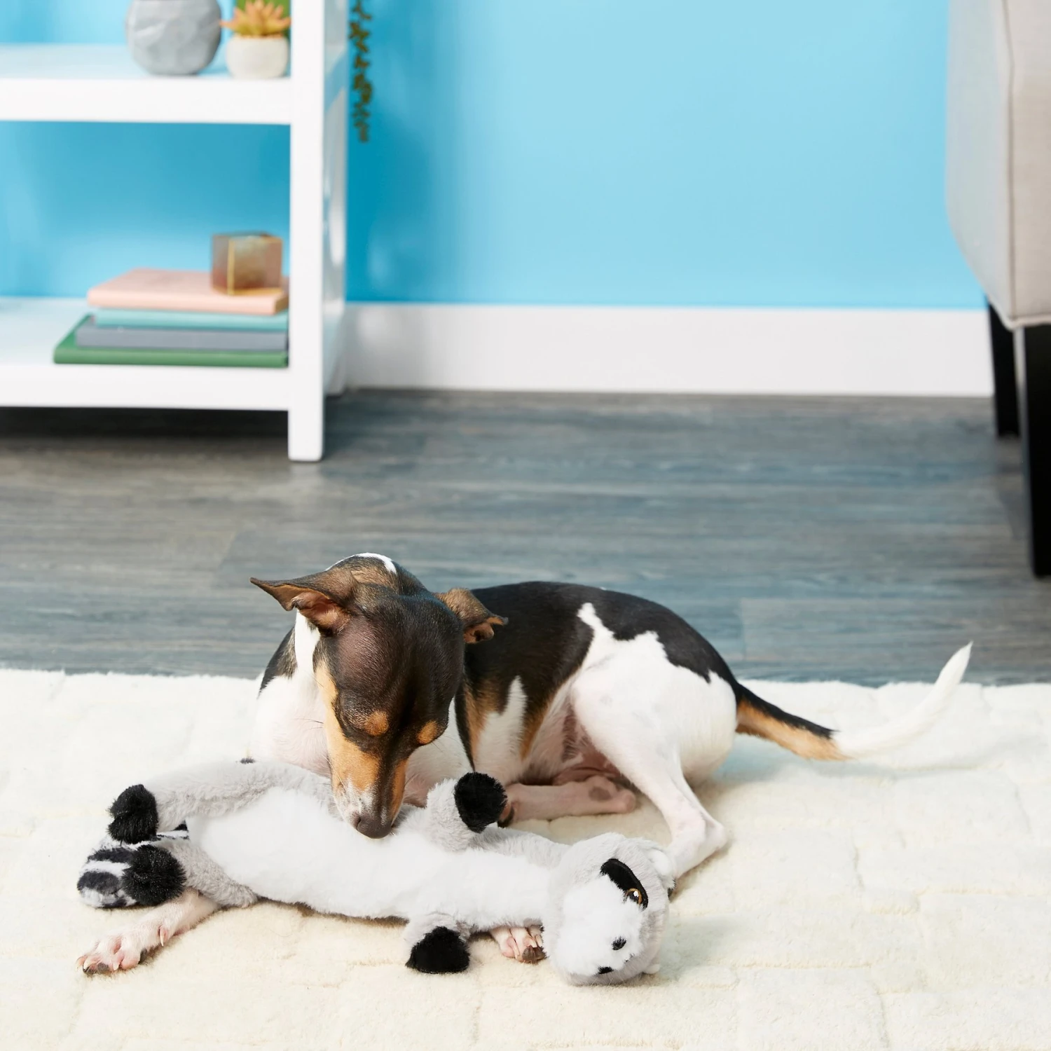 Frisco Raccoon Skinny Plush Squeaky Dog Toy Frisco Raccoon Skinny Plush Squeaky Dog Toy -Pet Store 147045 PT1. AC SS1800 V1539205362