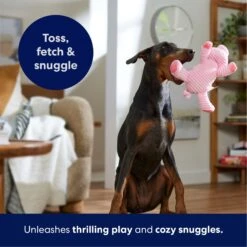 Frisco Corduroy Plush Squeaking Pig Dog Toy -Pet Store 152832 PT4. AC SS1800 V1695671001