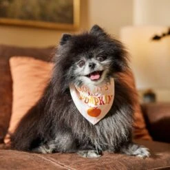 Frisco Mommy's Lil Pumpkin Dog & Cat Bandana -Pet Store 158936 PT4. AC SS1800 V1633064807