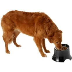 Frisco Stainless Steel Bowl With Elevated Stand -Pet Store 216020 PT6. AC SS1800 V1605653241