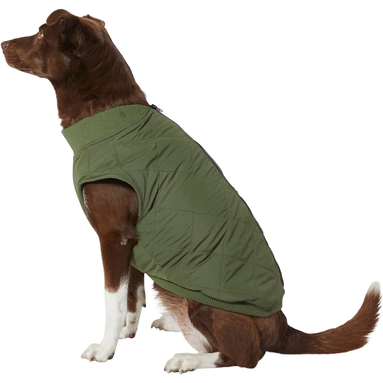 Frisco Lightweight Insulated Bomber Dog & Cat Jacket Frisco Lightweight Insulated Bomber Dog & Cat Jacket -Pet Store 223914 MAIN. AC SS1800 V1599160609