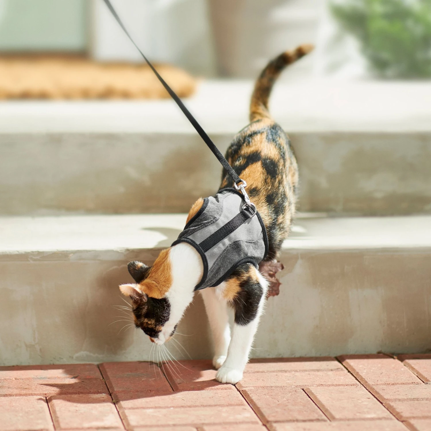 Frisco Wrap Cat Harness Frisco Wrap Cat Harness -Pet Store 230691 PT5. AC SS1800 V1601096758