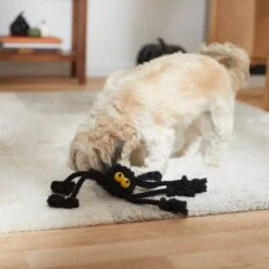 Frisco Halloween Spider Rope Dog Toy 4 Frisco Halloween Spider Rope Dog Toy -Pet Store 270504 PT3. AC SS1800 V1624825021