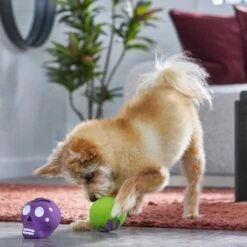 Frisco Halloween Sugar Skulls Latex Squeaky Dog Toy -Pet Store 270518 PT3. AC SS1800 V1689878507