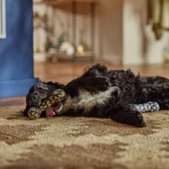 Frisco Halloween Candy Corn & Ghosts TPR Bone Squeaky Dog Toy, 2 Count -Pet Store 270529 PT3. AC SS1800 V1689876508