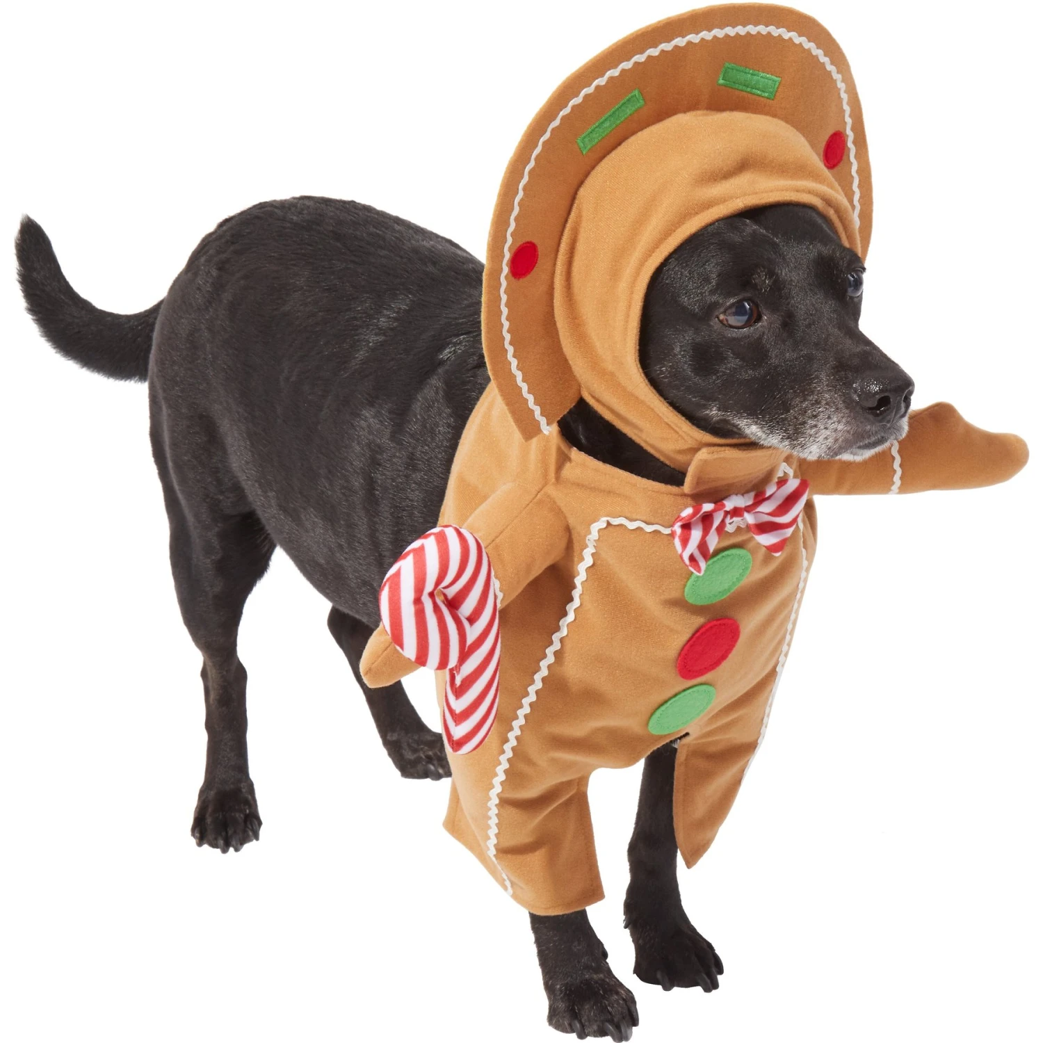 Frisco Front Walking Gingerbread Dog & Cat Costume Frisco Front Walking Gingerbread Dog & Cat Costume -Pet Store 276156 PT3. AC SS1800 V1631660334