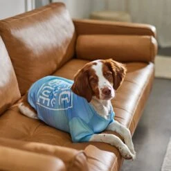 Frisco Peace Love Rescue Dog & Cat T-Shirt -Pet Store 315068 PT8. AC SS1800 V1646351303