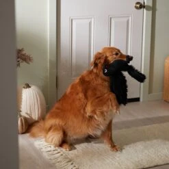 Frisco Halloween Crow Plush Squeaky Dog Toy -Pet Store 344156 PT3. AC SS1800 V1657657048