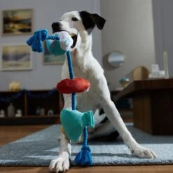 Frisco Hanukkah Celebration Plush With Rope Squeaky Dog Toy -Pet Store 360986 PT3. AC SS1800 V1661874063