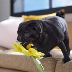 Frisco Spring Sunflower Plush Squeaky Dog Toy -Pet Store 546766 PT4. AC SS1800 V1702500565