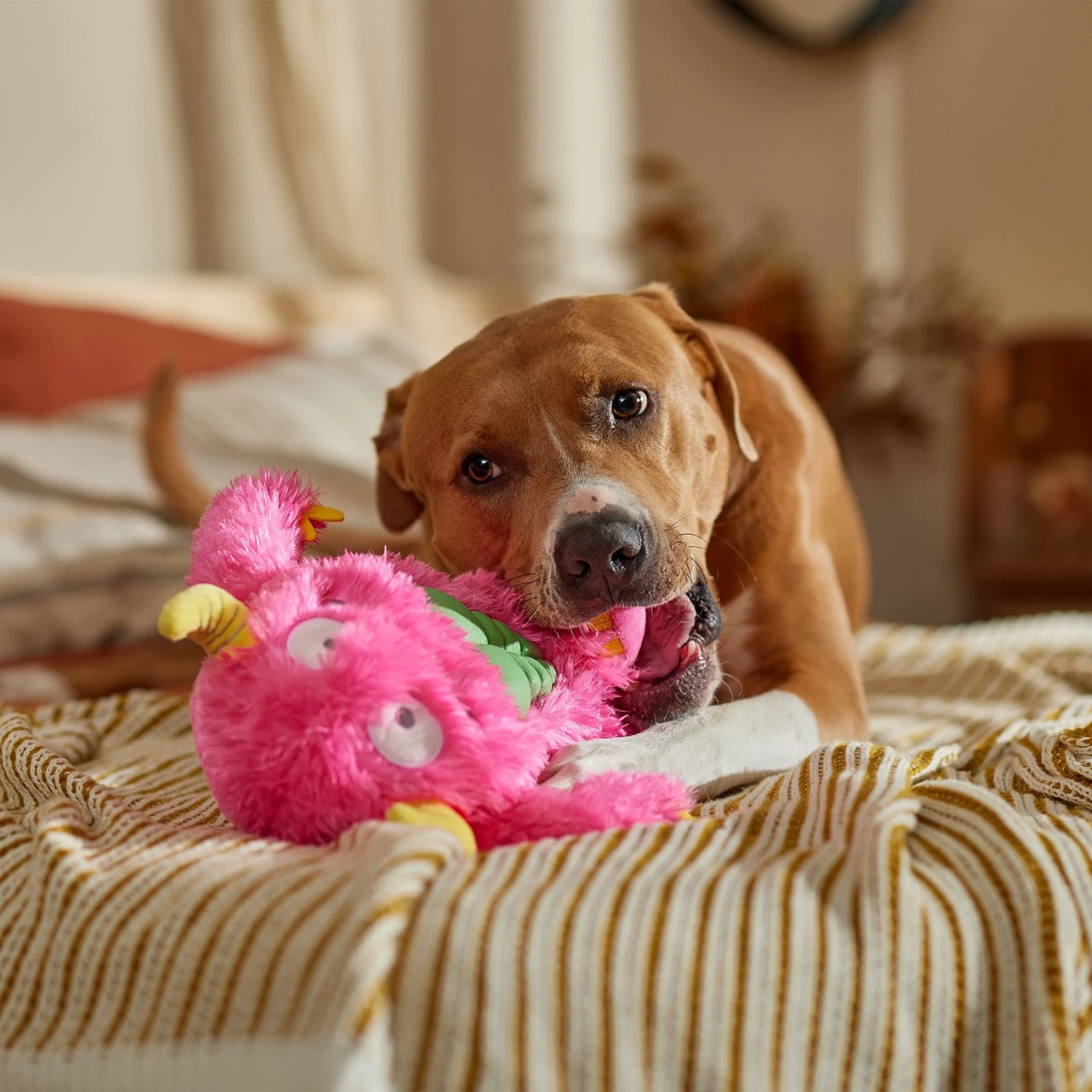 Frisco Halloween Zany Monster Muscle Plush Squeaky Dog Toy Frisco Halloween Zany Monster Muscle Plush Squeaky Dog Toy -Pet Store 668166 PT3. AC SS1800 V1689271301