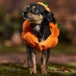 Frisco Pumpkin Ball Dog & Cat Costume -Pet Store 708902 PT7. AC SS1800 V1689282553