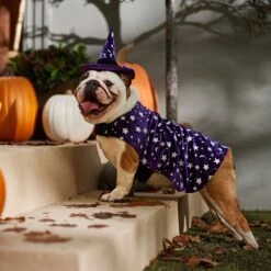 Frisco Cosmic Witch Dog & Cat Costume -Pet Store 708982 PT7. AC SS1800 V1689350987