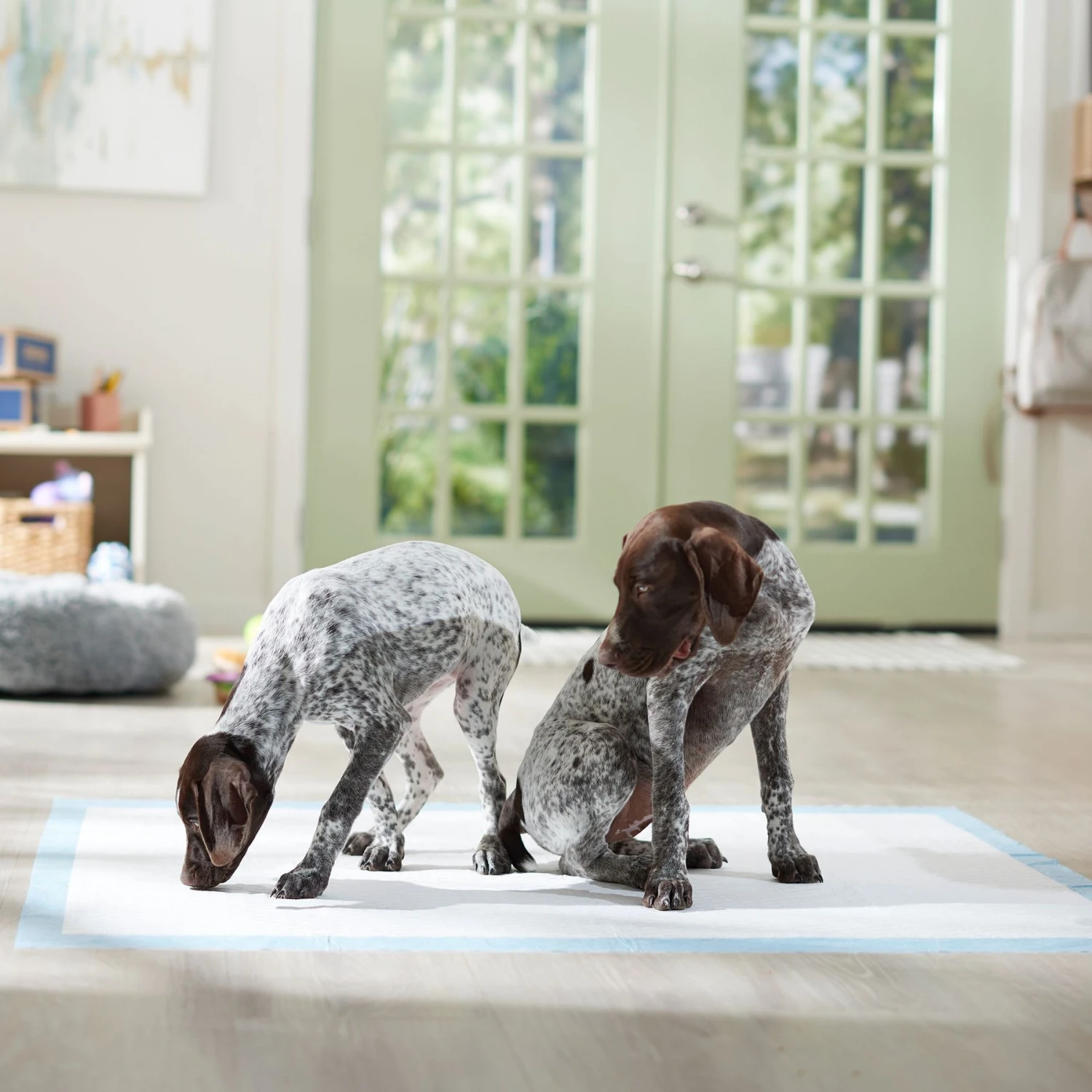 Frisco Mega Non-Skid Ultra Premium Dog Training & Potty Pads Frisco Mega Non-Skid Ultra Premium Dog Training & Potty Pads -Pet Store 793822 PT6. AC SS1800 V1683033862