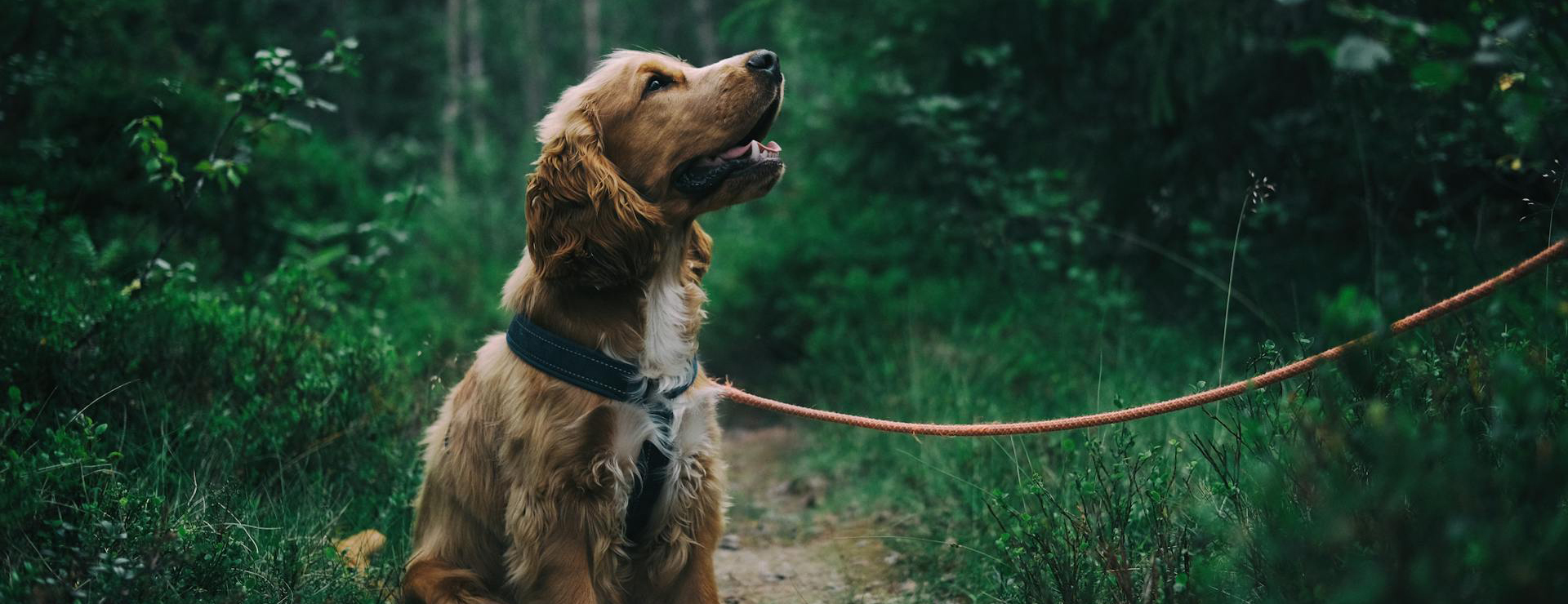 Pet Store 1 Pet Store -Pet Store pexels jagheterjohann 1254140