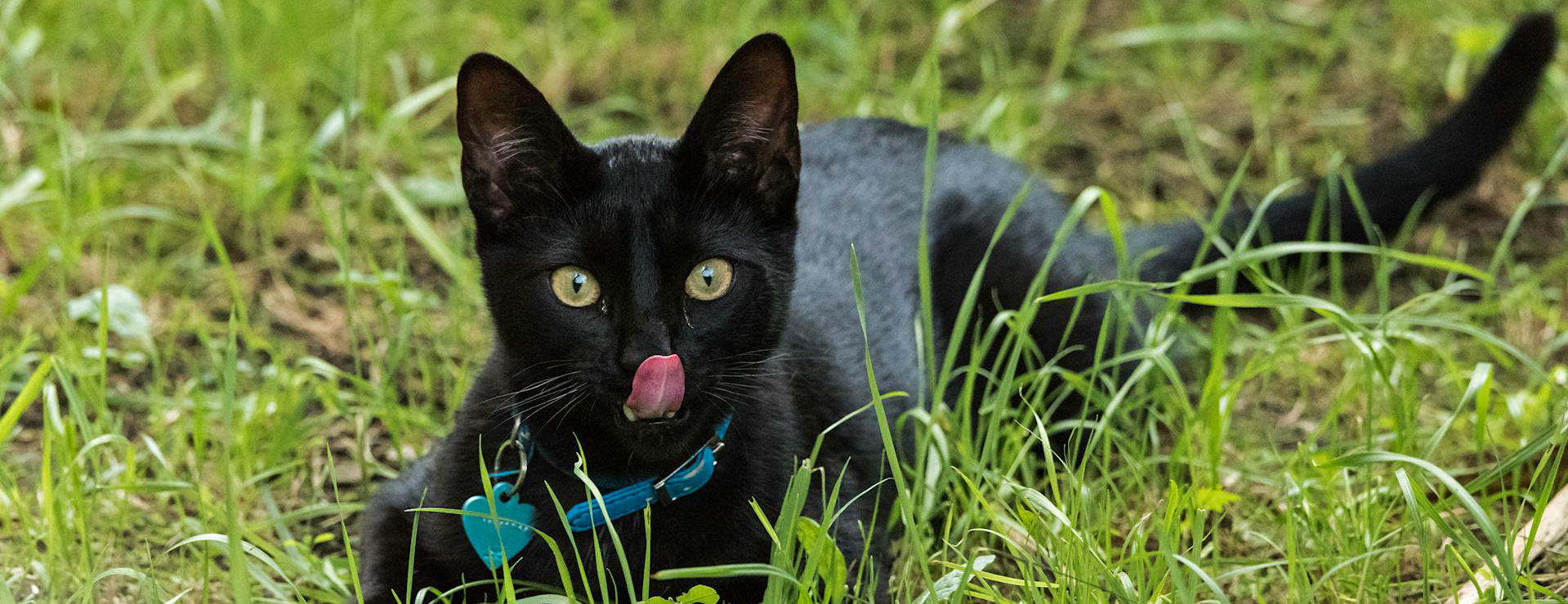 Pet Store 2 Pet Store -Pet Store pexels jose nacho 67886109 29631595